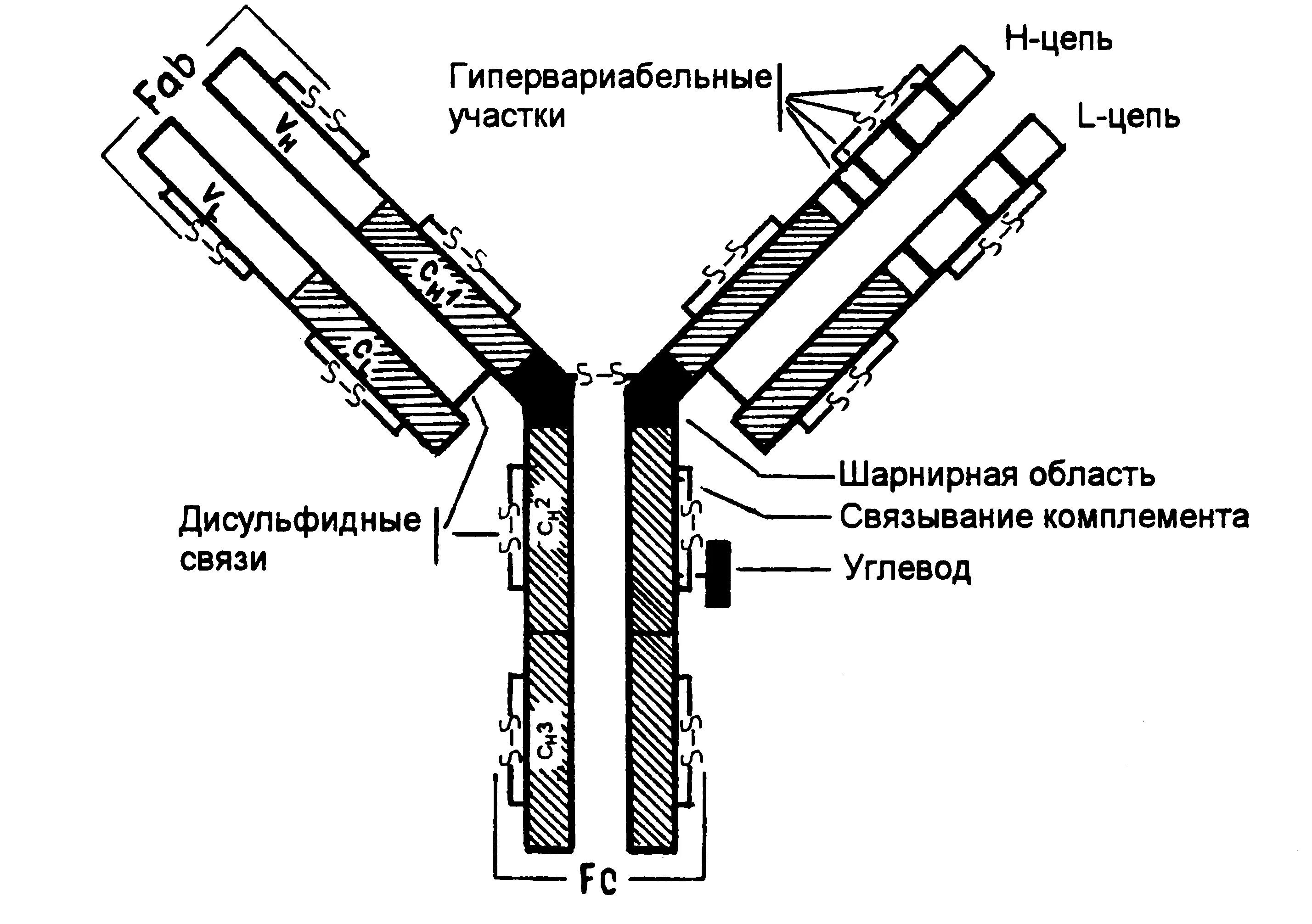 Иммуноглобулин лямбда. Строение молекулы иммуноглобулина. схема строения иммуноглобулина. строение иммуноглобулина g иммунология. структура молекулы иммуноглобулина.