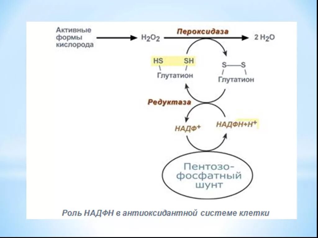 Активная форма в 5. Глутатион антиоксидант биохимия. Глутатион восстановленный биохимия. Глутатион биохимия пентозофосфатный путь. Активные формы кислорода.