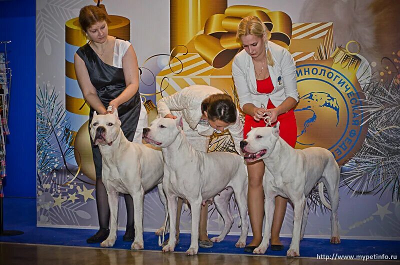 Выставка золотой ошейник. Золотой ошейник выставка собак. Шоу чемпионов собак. На выставке собак.