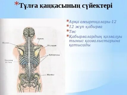 Ең әдемі секс видео