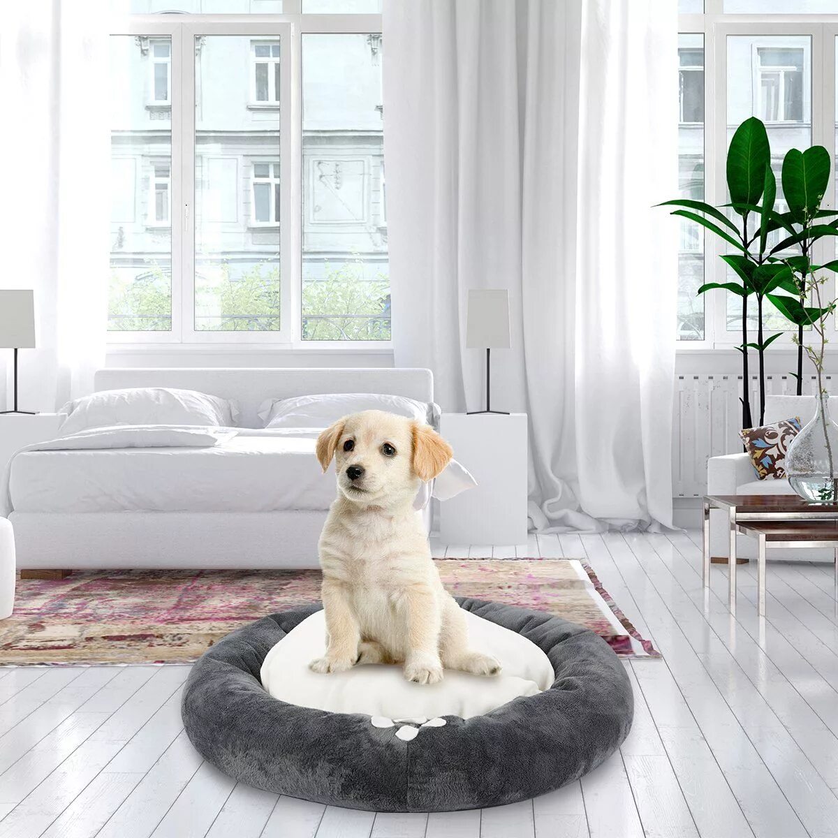 Pet Room. Living Room with Pets. Pets in the Room. Pets in Bedroom. Pets room