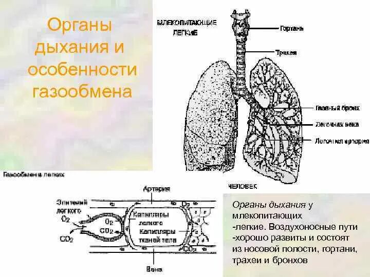 Дыхательная система млекопитающих состоит из. Дыхат система млекопитающих. схема строения органов дыхания млекопитающих. строение дыхательной системы млекопитающих. строение воздухоносных путей млекопитающих.