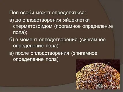 Почему пол организма определяется в момент оплодотворения