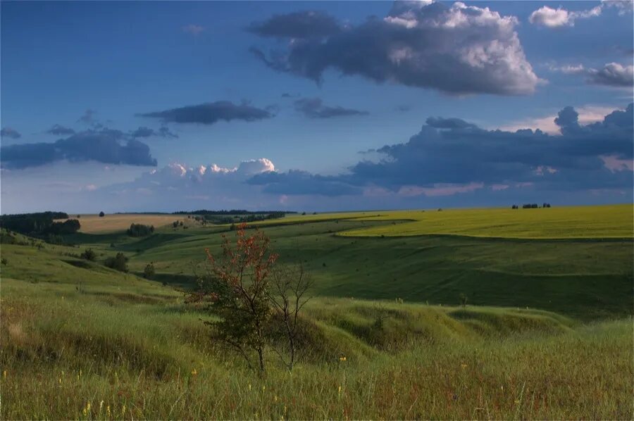 Поля чувашии. Почвенный покров села свияжск. Культуры выращиваемые в россии. Чувашия поля. Чувашия поля.