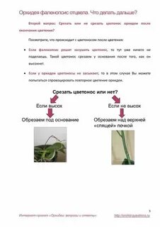 Отцвела орхидея что дальше с ней делать
