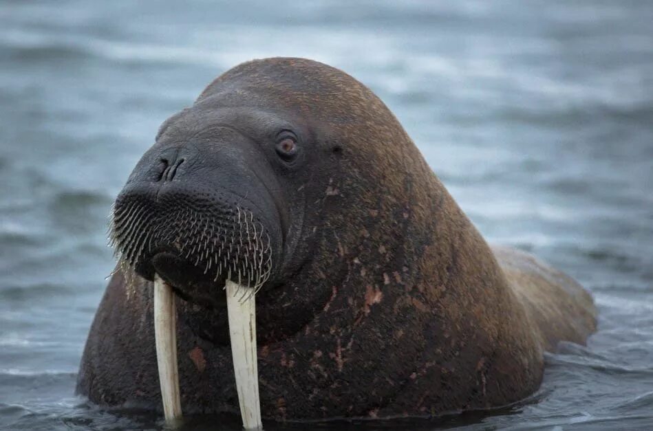 Морж отряд. Лаптевский морж. Морж Лаптевский подвид. Морж Лаптевский Таймыр. Тихоокеанский Лаптевский морж.