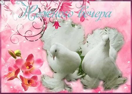 Добрый голубь
