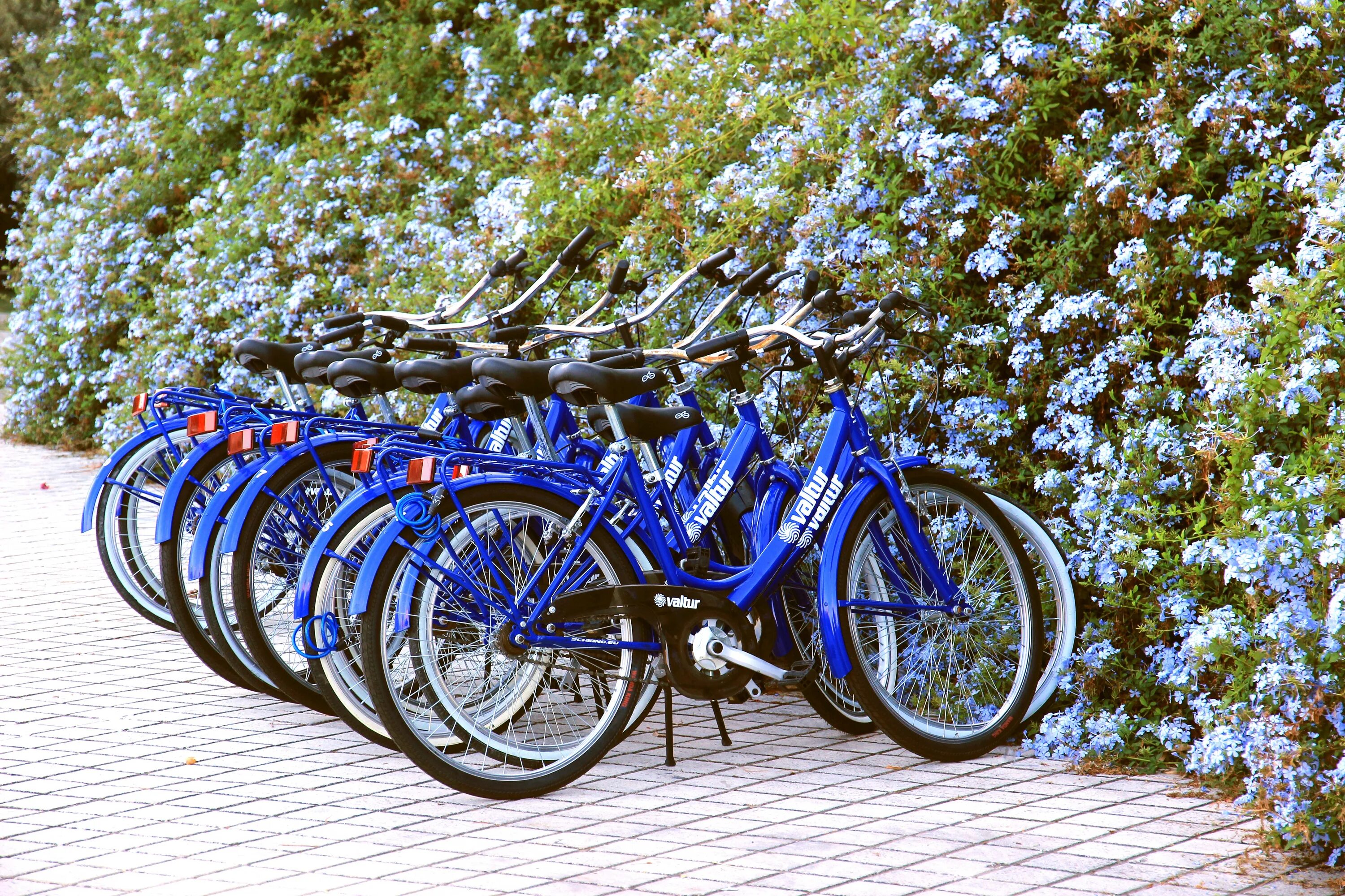 Велосипед. Велопрокат. Много велосипедов. Синий велосипед. Bike сайт