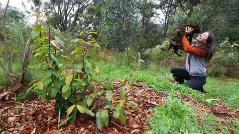 Food forest