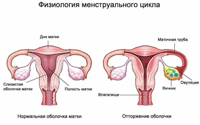 Цикл месячных 43. Цикл месячных 43