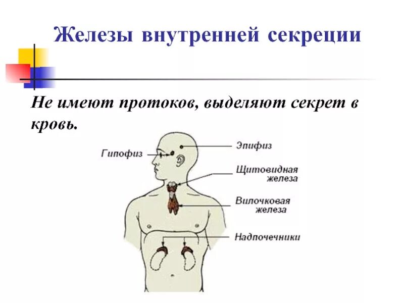 Гормоны выделяются железами внутренней секреции внешней секреции. Перечислите функции желез внутренней секреции.. Железы внешней секреции эпифиз щитовидная железа. Железы внутренней секреции не имеют протоков.