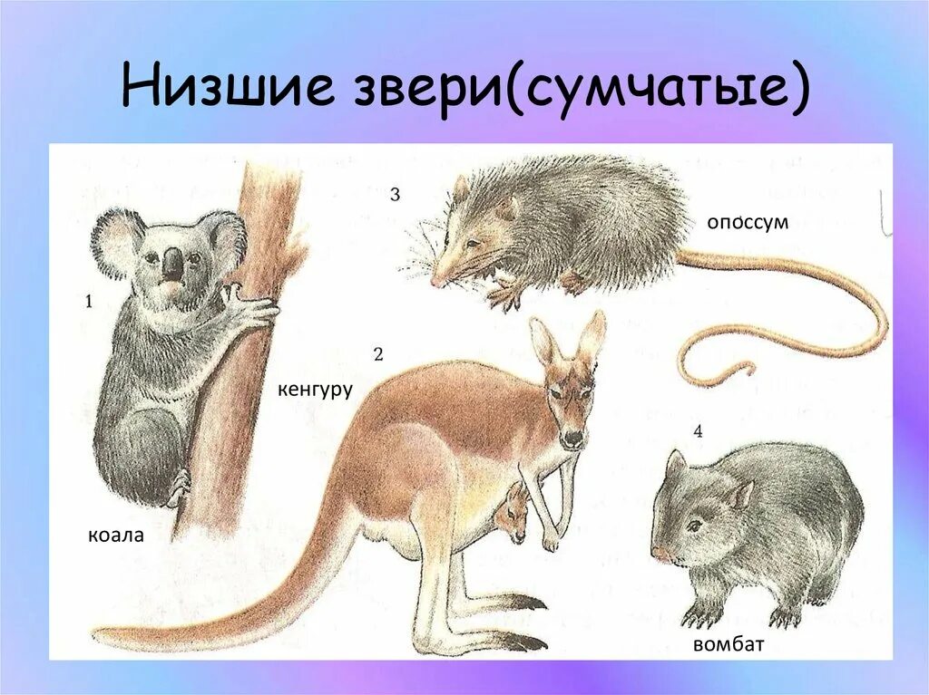 Высшие плацентарные звери