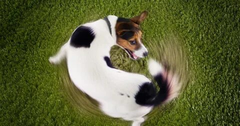 Dog chase