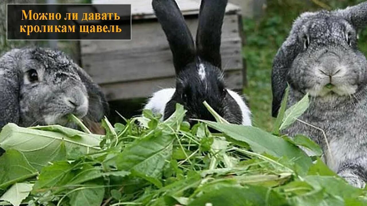 Три кролика. Репа кроликам. Репа кроликам. Репа кроликам. Домашние кролики декоративные.