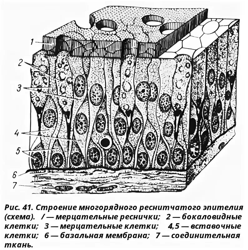 Мерцательный эпителий строение и функции. Однослойный многорядный реснитчатый эпителий. псевдомногослойный эпителий рисунок. схема псевдомногослойного эпителия. многорядный (псевдомногослойный.