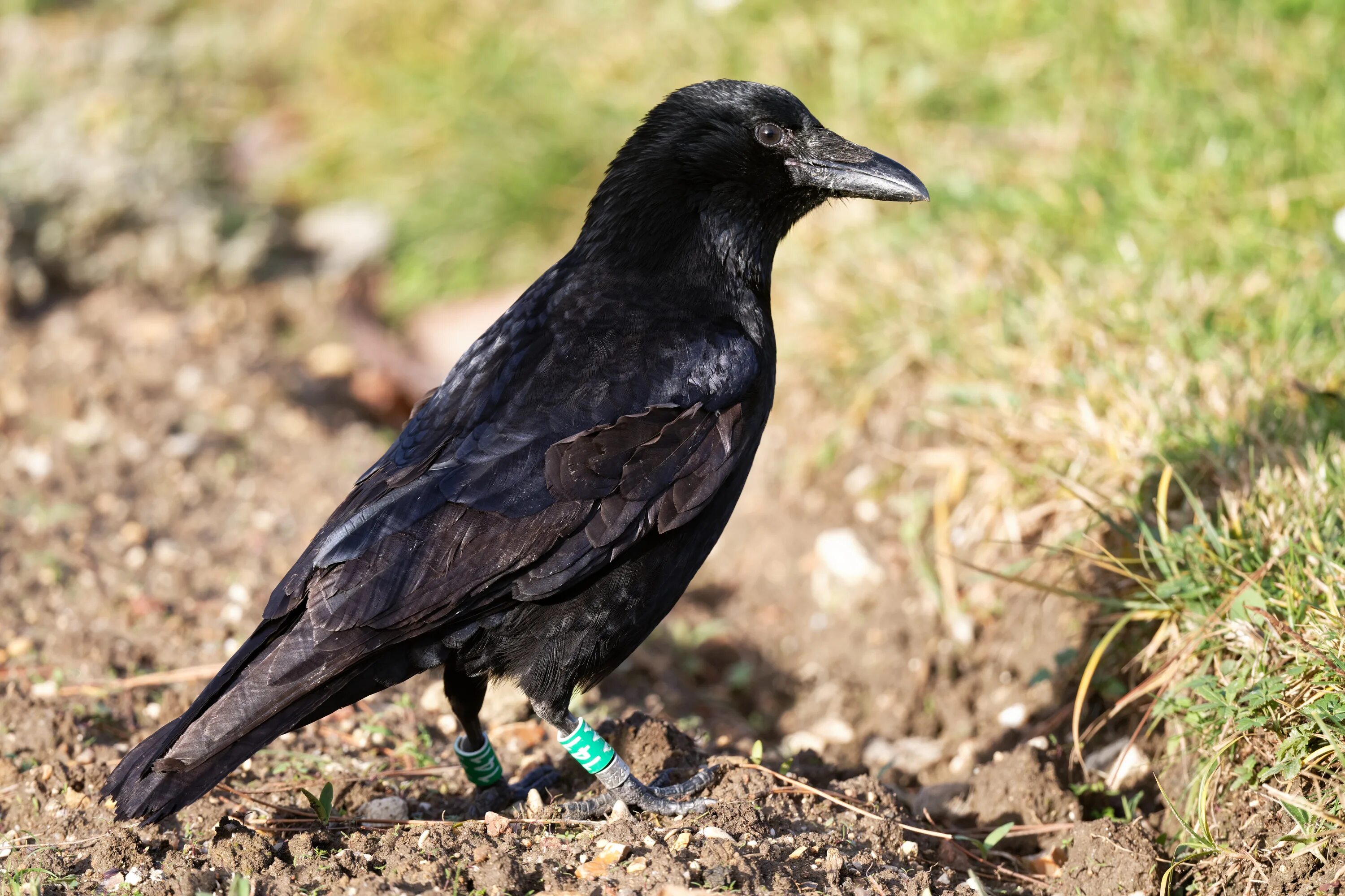 Семейство вороновых 5 букв. Вороны падальщики. Corvus Corone и Corvus Corax. Ворон падальщик. Семейство вороновых.