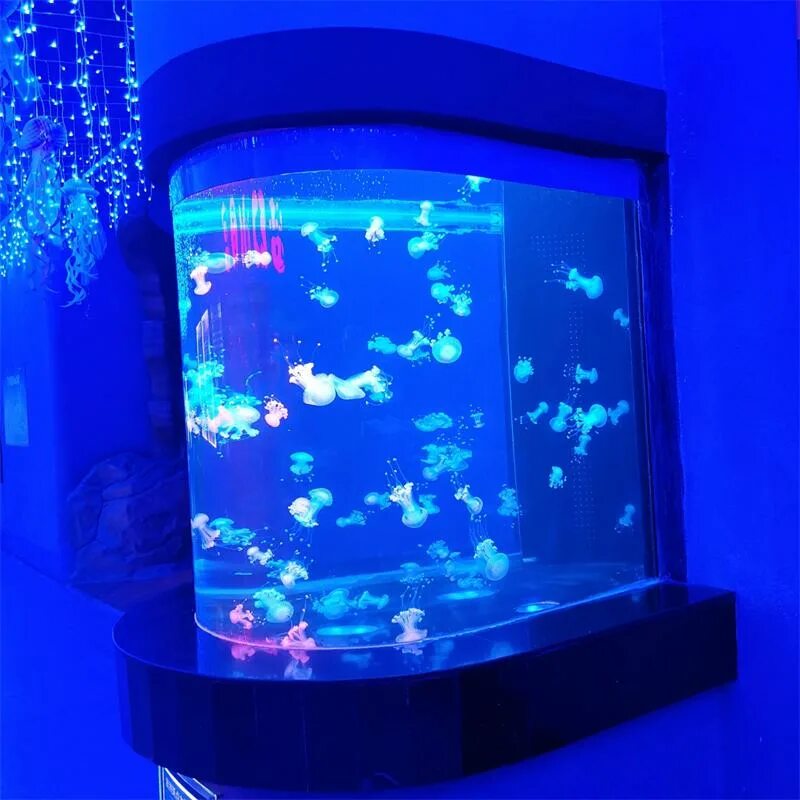 Медуза живая купить. Аквариум с медузами. Домашний аквариум с медузами. Медуза в аквариуме Живая. Аквариум с медузами в доме.