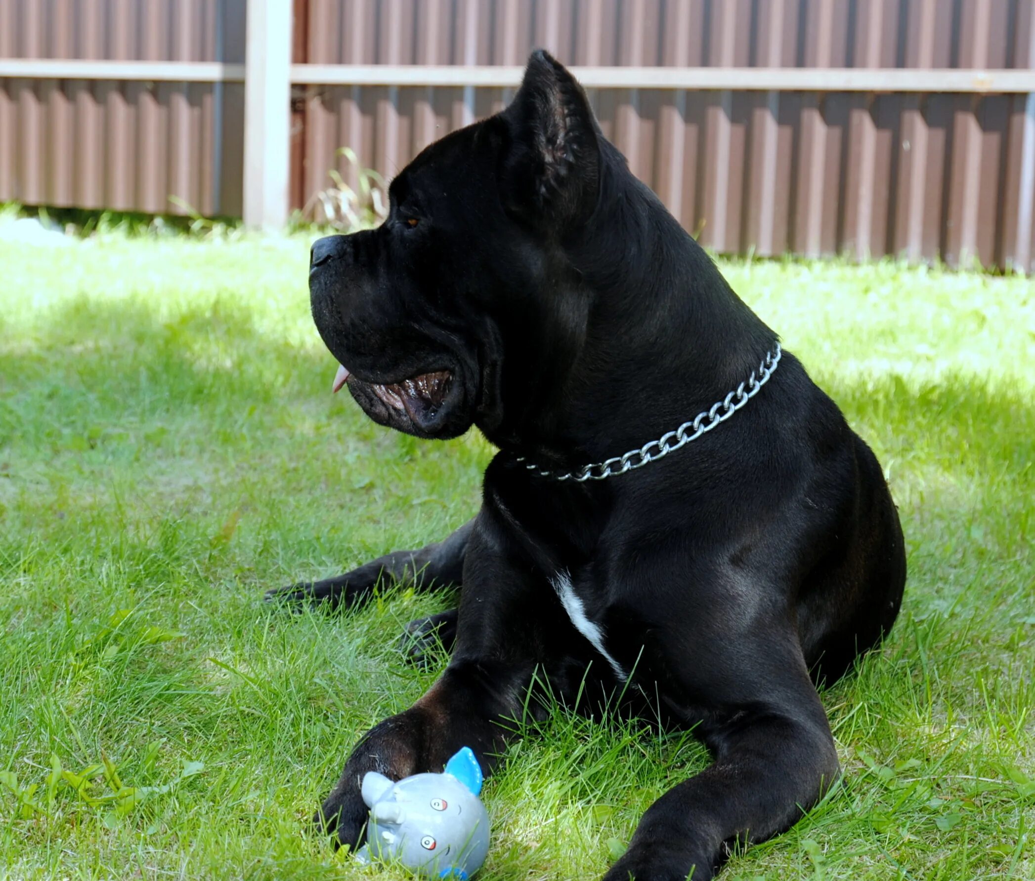 Оллада арлекин питомник кане корсо. Питомники арлекинов. Карликовый пудель смешанный с болонкой. Питомники арлекинов. Арлекин порода собак.