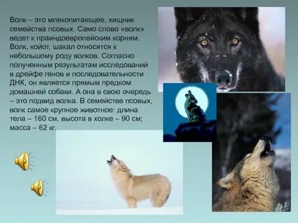 Волк это самый крупный хищник из семейства