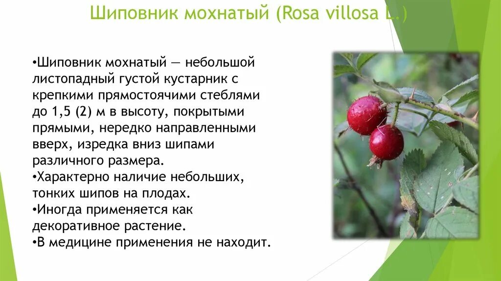 Розы шиповника :: Анатолий К - Социальная сеть ФотоКто