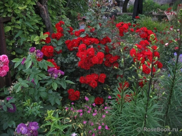 роза шраб паприка красная. роза ротер капсен. роза почвопокровная ротер корсар. роза ротер корсар. ротер корсар энциклопедия.