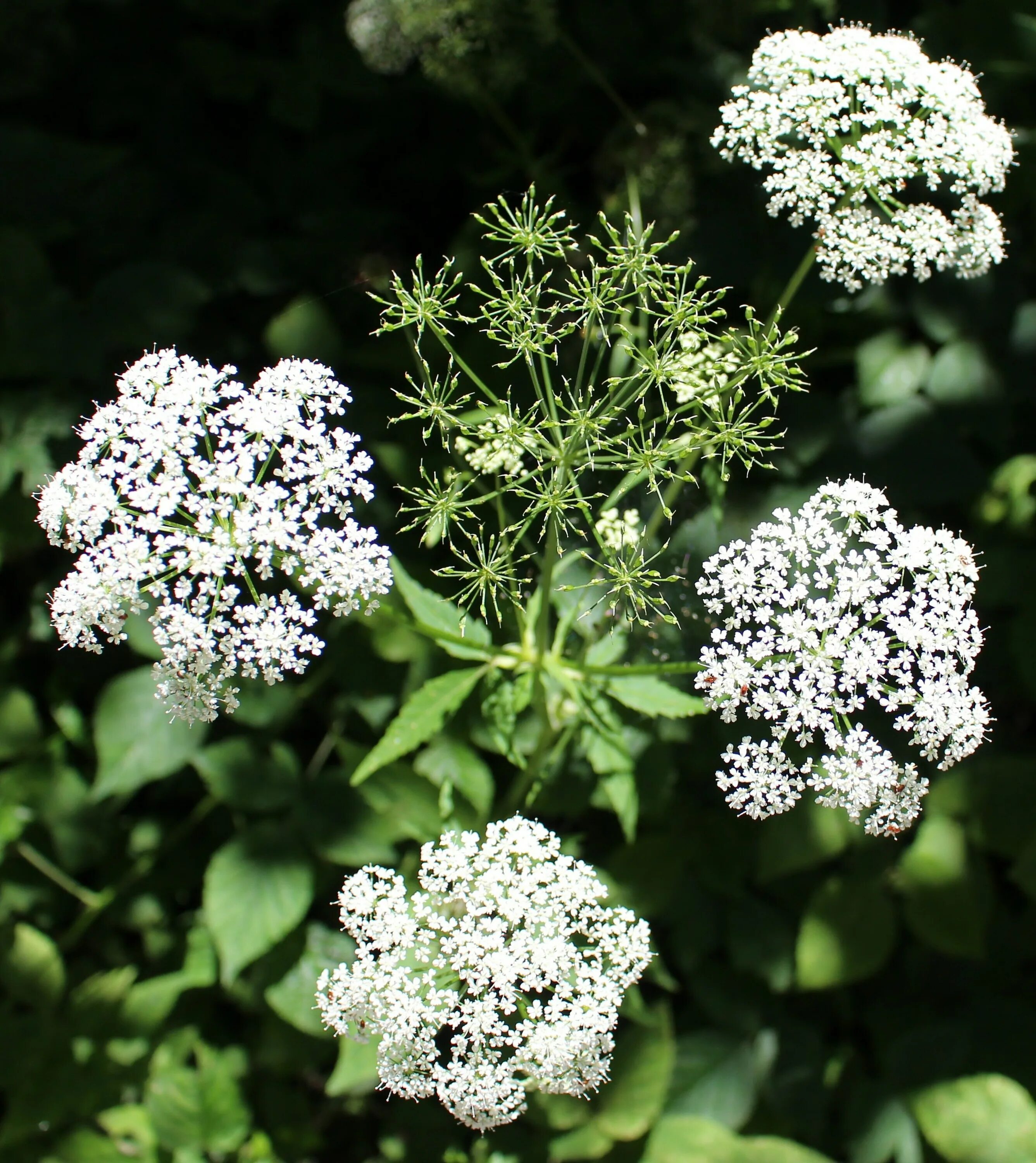 Кервель морковник. Купырь морковник. Купырь Лесной. Кервель ажурный ( Anthriscus cerefolium).