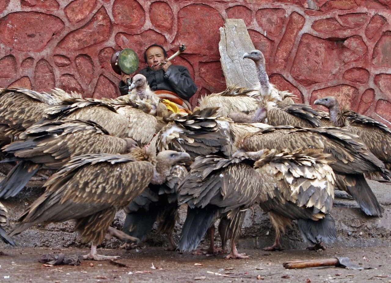 Погребальная птица. Небесное погребение в Тибете. Небесные похороны Тибет. Похороны в Тибете небесное погребение в Тибете. Небесное кладбище Тибете.