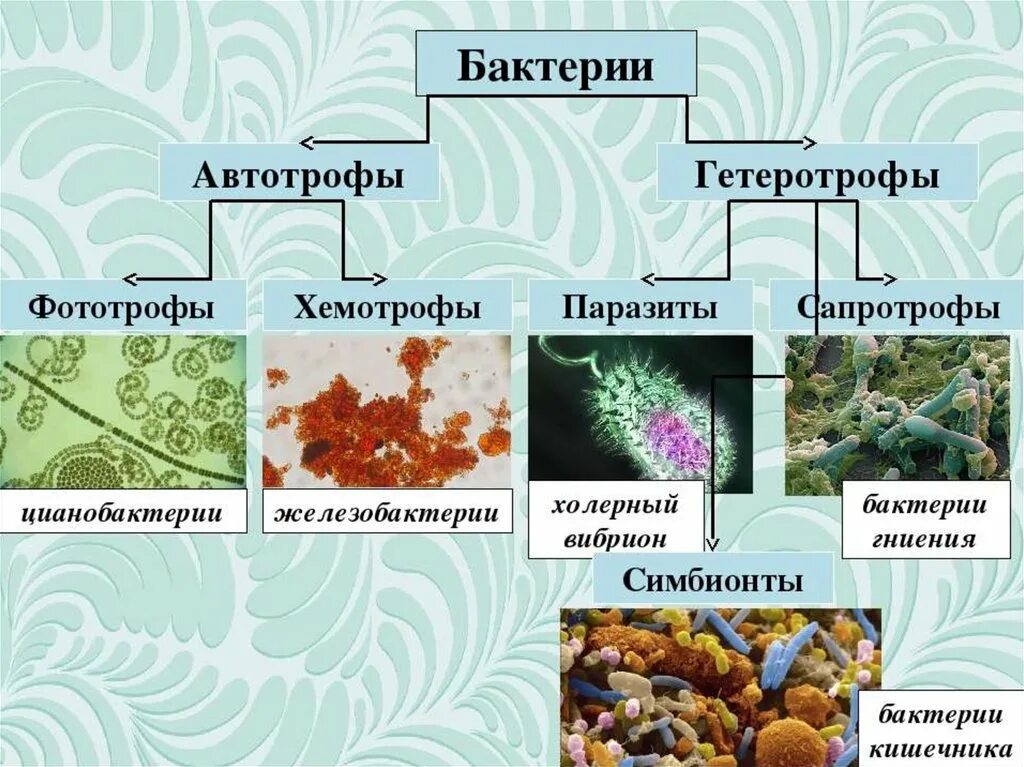 Автотрофный тип питания характерен