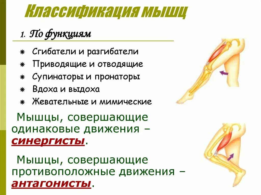 Роль мышцы в движении. Мышцы сгибатели и разгибатели биология 8. классификация мышц сгибателей. классификация мышц пронаторов. строение и работа мышц.
