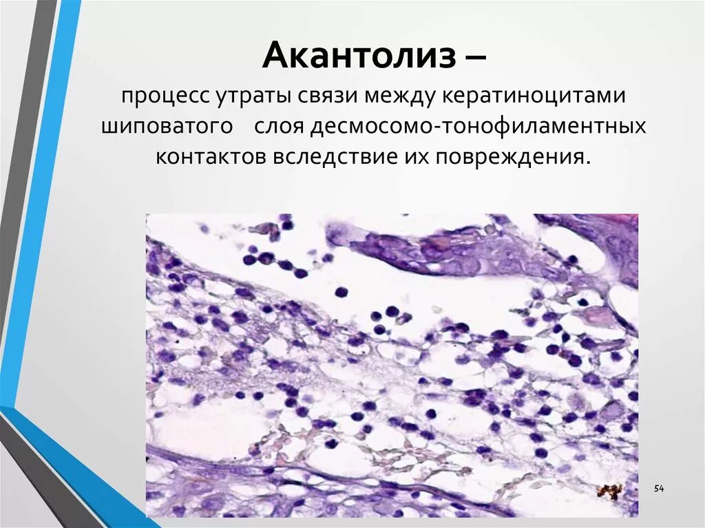 Эмбриология гистология лекция. Лекция по общей гистологии. Строение и функции микрофиламентов. Кузнецов с. Гистология эмбриологии и цитологии кузнецов.
