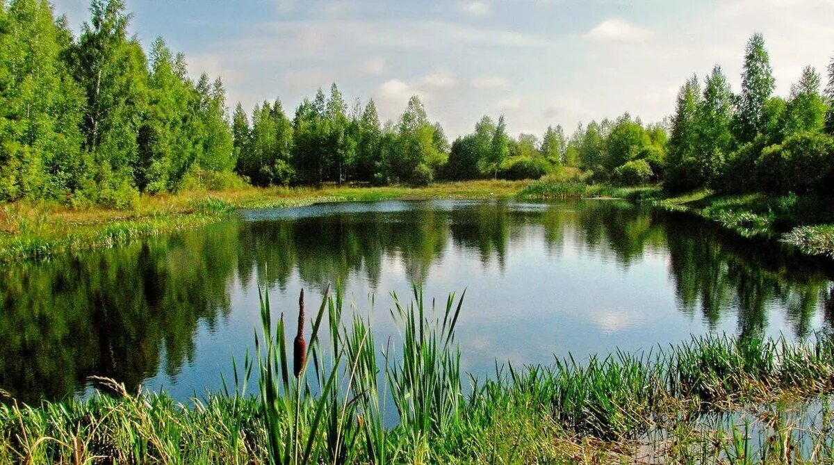 Маленькое озеро название. Озерцо река Белоруссия. Лесное озеро Сайгатово. Озеро Лесное Татарстан. Лесное озеро Куйвози.