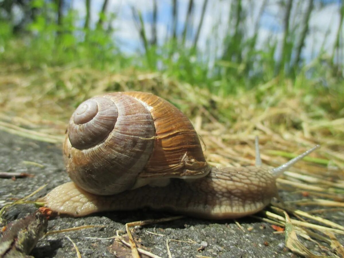 Улитка виноградная escargots. Садовая улитка брюхоногие моллюски. Лемур лори домашний. Улитка ползет. Медленный домашний.
