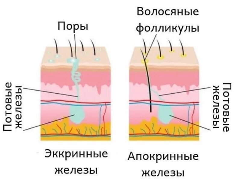 Почему сильно течет пот. Внезапное потоотделение причины. Зоны потоотделения и причины.