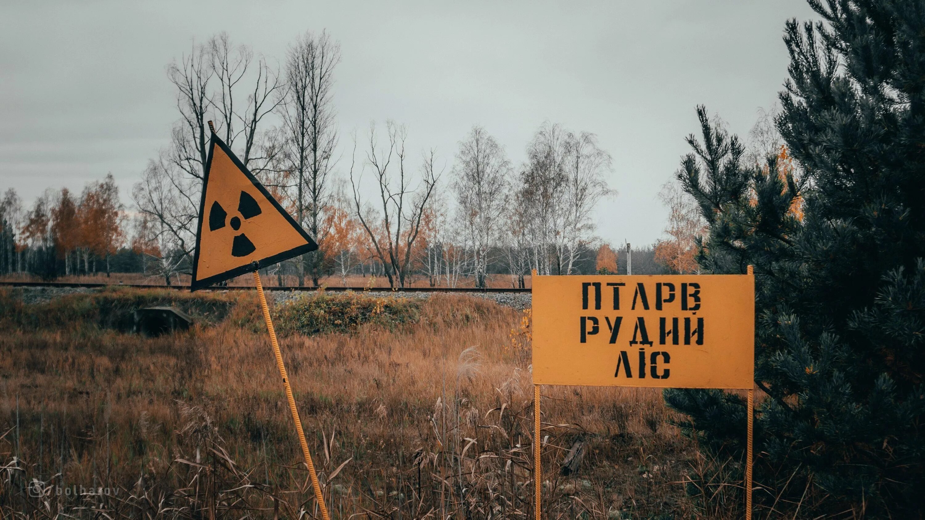 Почему рыжий лес. Зона отчуждения чернобыль рыжий лес. рыжий лес припять 1986. чернобыльская зона отчуждения рыжий лес. ржавый лес чернобыль.