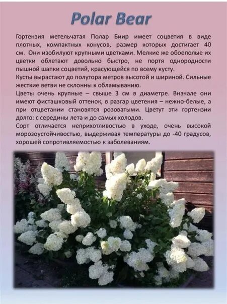 Каталог гортензий в городе Санкт-Петербург предложения в наличии Пулков Сад