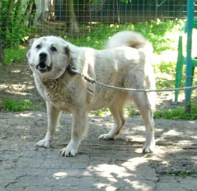 ХОНДА, кавказская овчарка