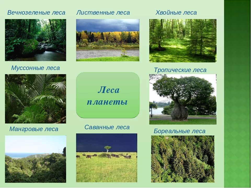 Виды лесов в мире