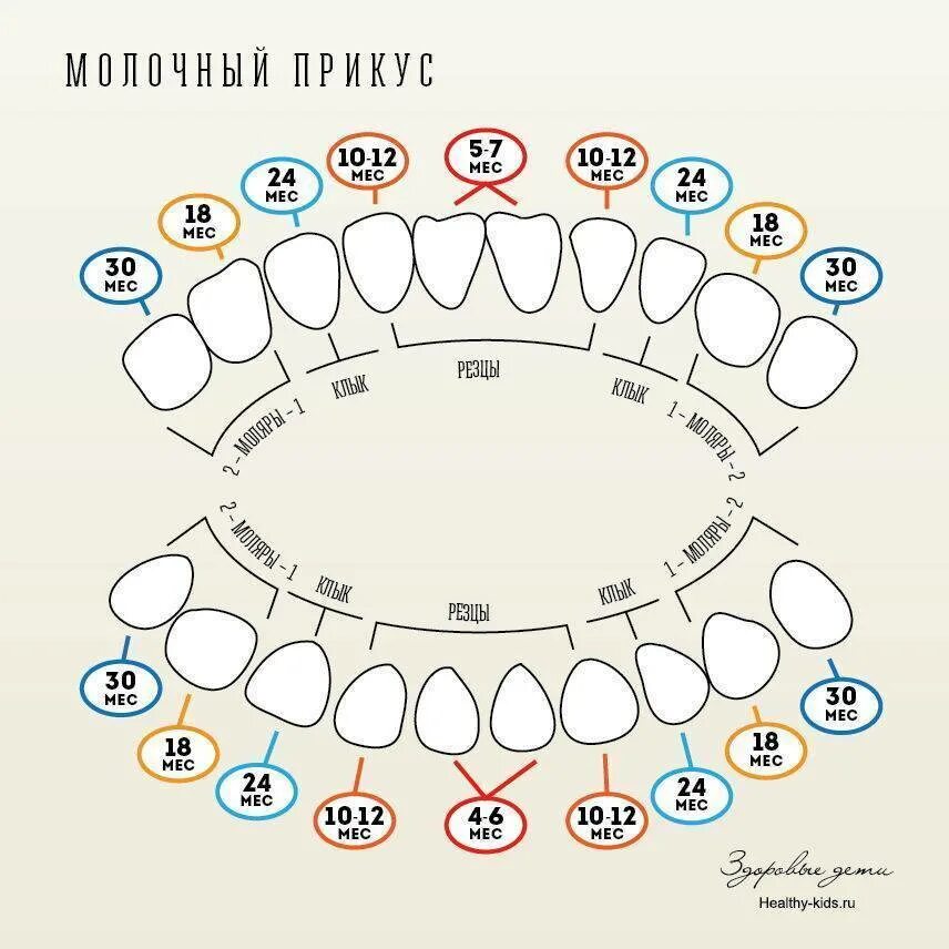 Когда меняются молочные зубы. Схема зубов у ребенка как лезут до 1 года. зубы у детей схема прорезывания молочных зубов. схема вылезания зубов у ребенка молочных. порядок роста молочных зубов у детей схема.