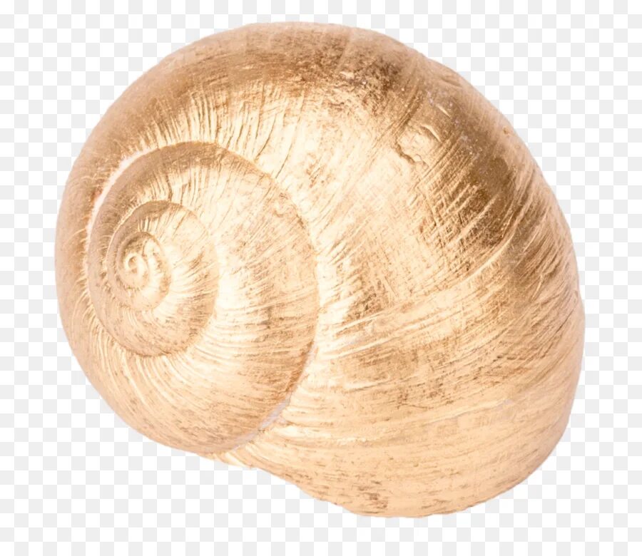 Snail shell
