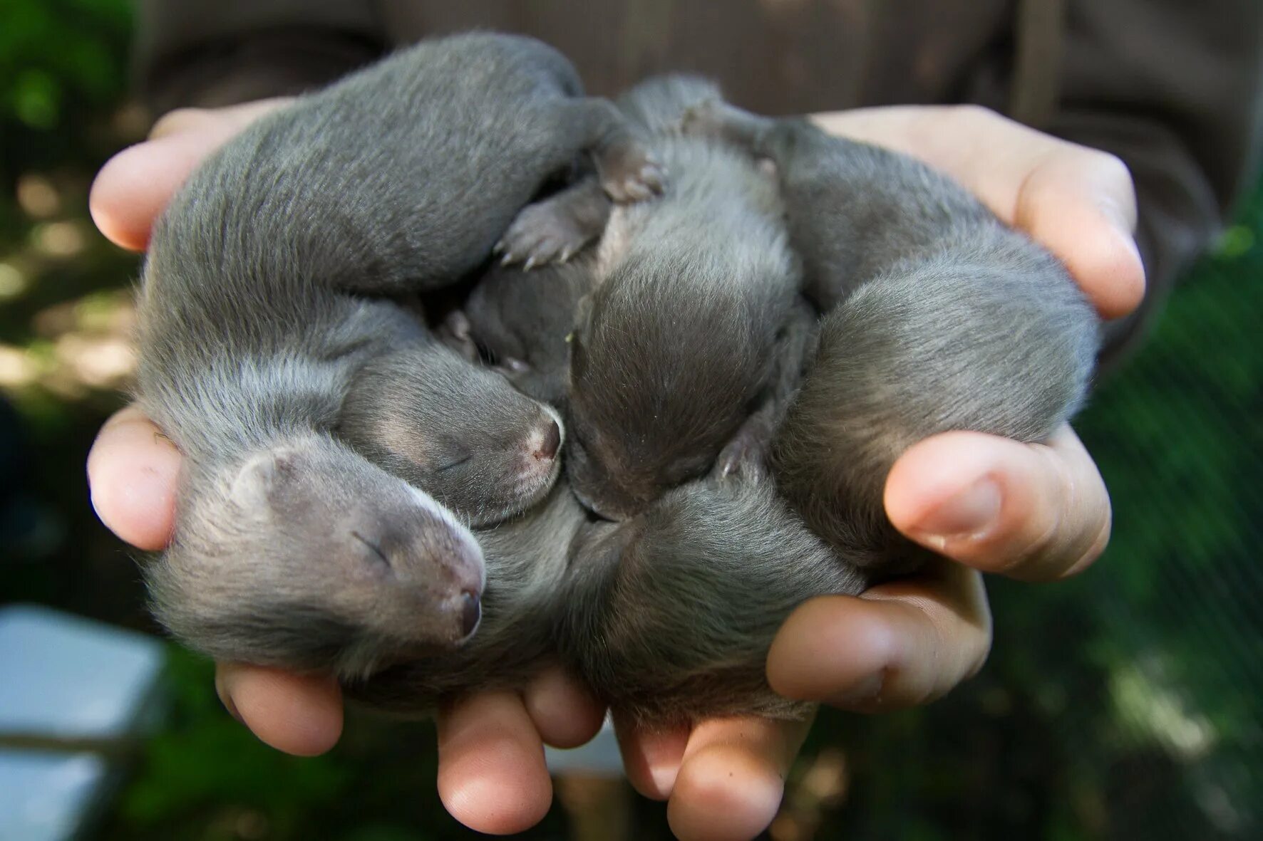 Кавказская европейская норка. Звероводство норка. Европейская норка – mustela lutreola l. Американская норка (neogale vison). На звероферме получен приплод в 356 норок из них 267.