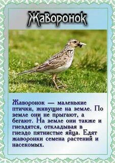 Предложение со словом жаворонок
