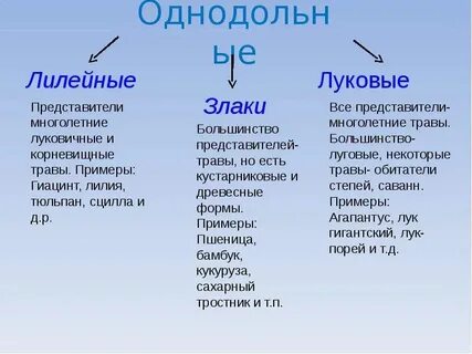 Три примера однодольных растений