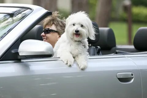 Car hair