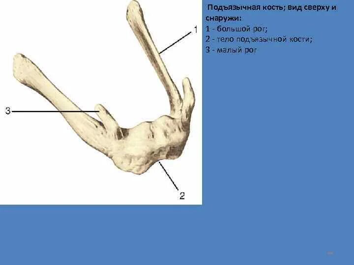 Подъязычная кость в черепе человека. Малый рог на латинском. Подъязычная кость вид сбоку. Подъязычная кость черепа анатомия человека. Подъязычная кость анатомия рисунок.