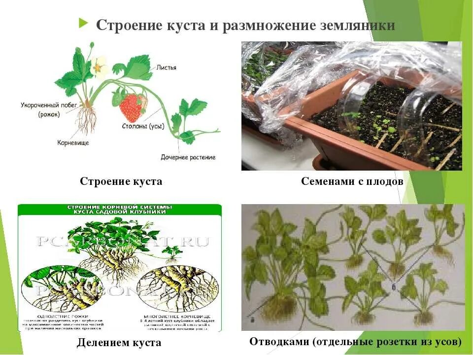 Что делать размножаться. Вегетативное размножение земляники. Земляника Садовая размножение. Методы размножения клубники. Вегетативное размножение клубники.