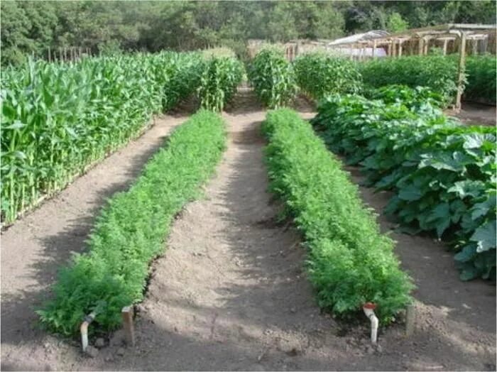 5 Natural Garden Sprays For Combating Insects, Pests and Animals Garden pest con