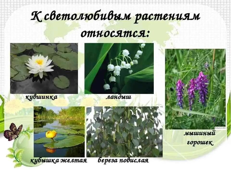 10 примеров растений