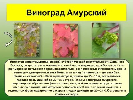 Виноград амурский описание
