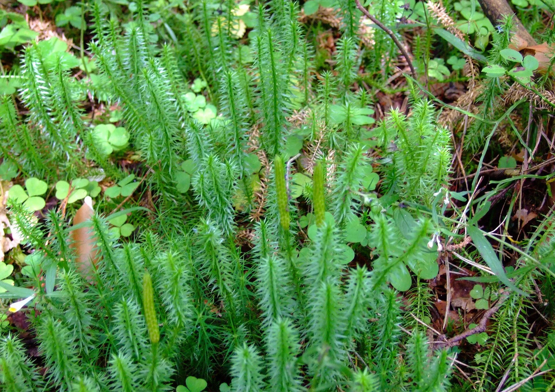 Плаун годичный (Lycopodium annotinum). Плаун булавовидный. Плаун Баранец. Баранец обыкновенный.