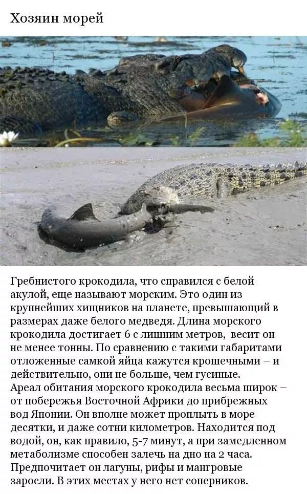 Интересные факты о крокодилах. Факты о крокодилах для детей. Крокодилы необычные факты. Крокодил для презентации. Презентация на тему крокодилы.
